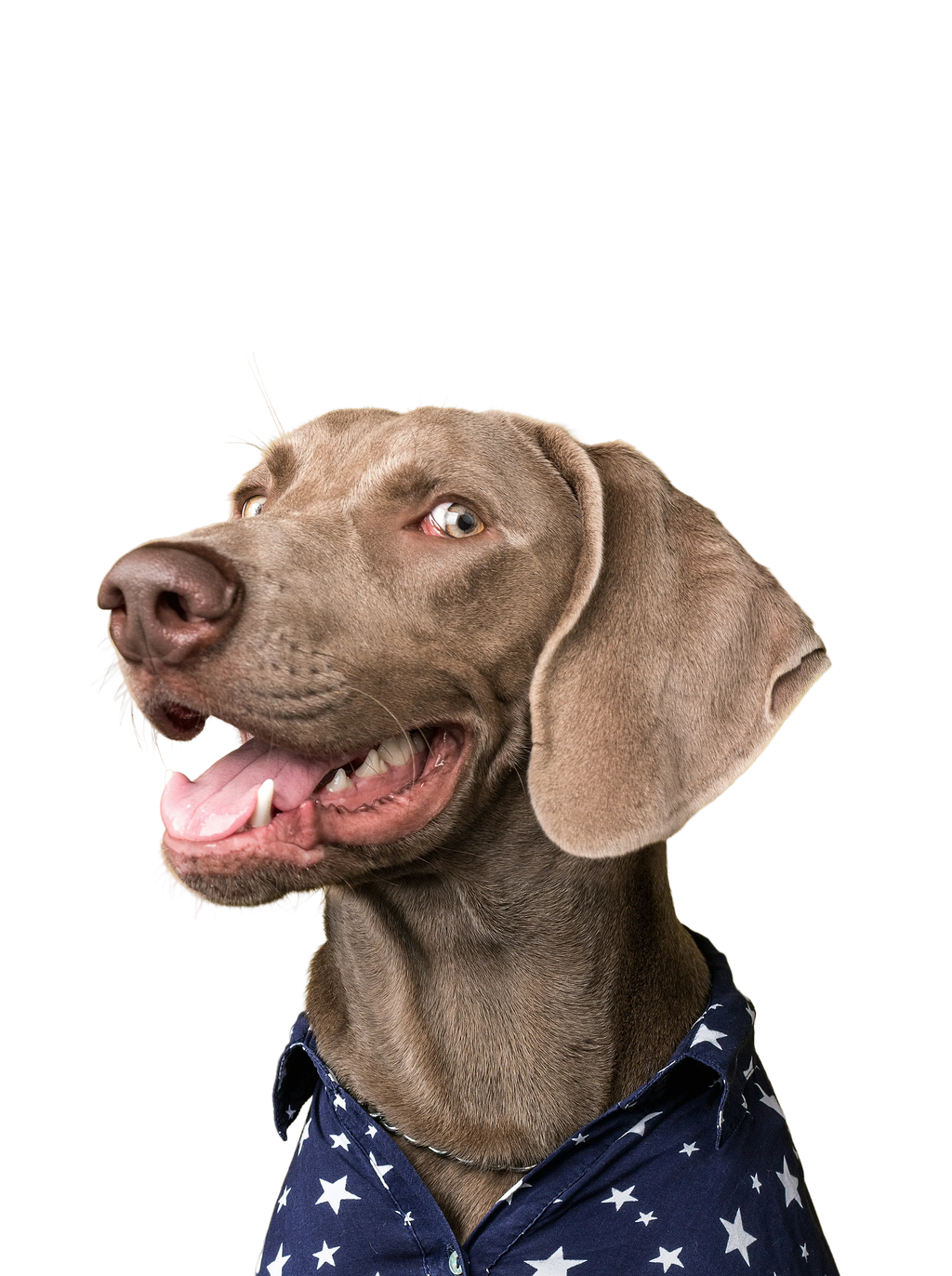 Golden Retriever dog jumping happily in a sunlit green meadow